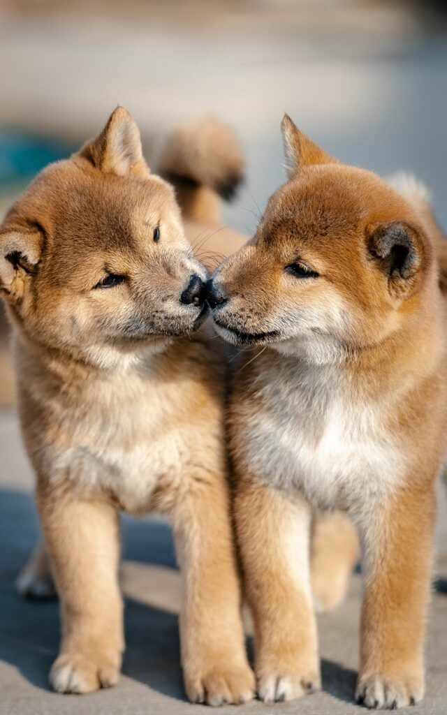 dog, pet, animal, nature, puppy, cute, shiba