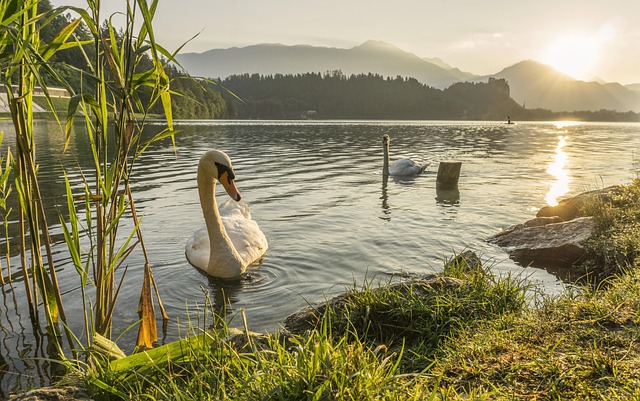 Home swan, swimming, lake, river, nature, wild, wildlife, shore, shoreline, coast, coastal, tide, tidal, mountains, hills, forest, everglades, water, white, bird, animal, reflection, swim, feather, pond, mute, tranquil, plumage, elegance, neck, black, peaceful, elegant, scene, grace, outdoors, day, graceful, color, beak, peace, calm, natural, colorful, everglades, everglades, everglades, everglades, everglades, grace
